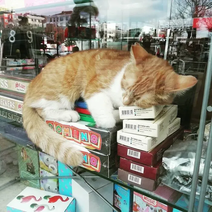 50 Pics Of Istanbul’s Most Charming Felines, Shared By This Online Community