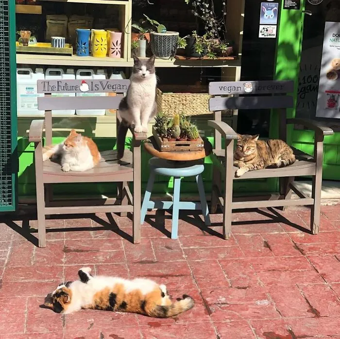 50 Pics Of Istanbul’s Most Charming Felines, Shared By This Online Community