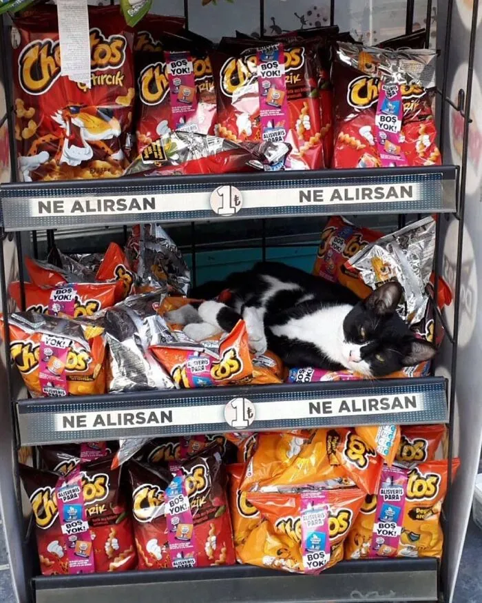 50 Pics Of Istanbul’s Most Charming Felines, Shared By This Online Community