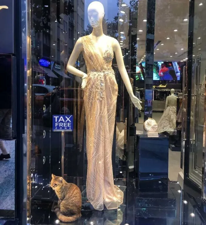 50 Pics Of Istanbul’s Most Charming Felines, Shared By This Online Community