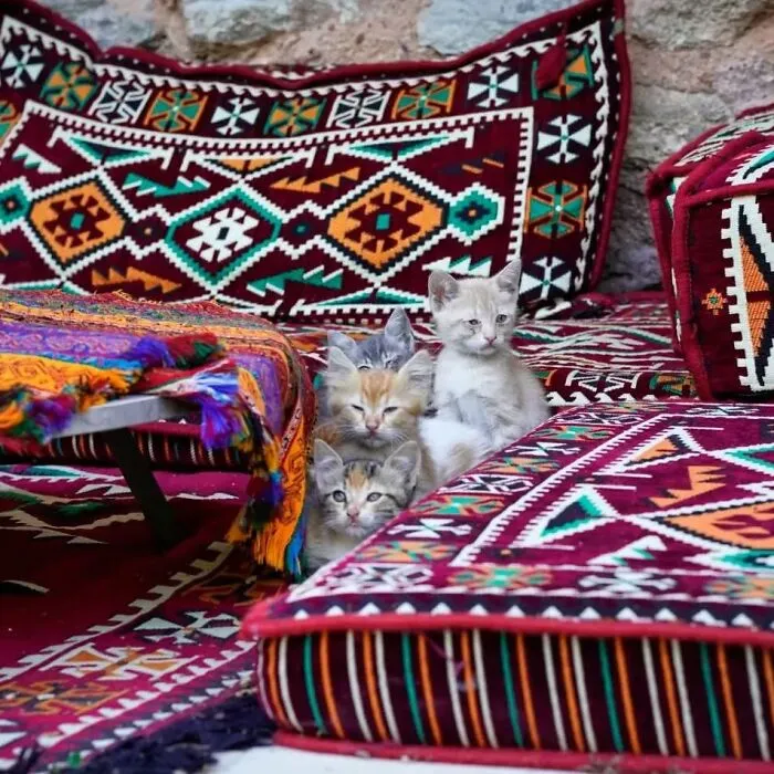 50 Pics Of Istanbul’s Most Charming Felines, Shared By This Online Community
