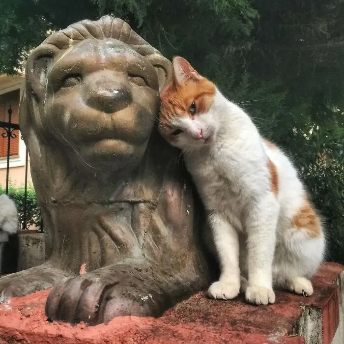 50 Pics Of Istanbul’s Most Charming Felines, Shared By This Online Community