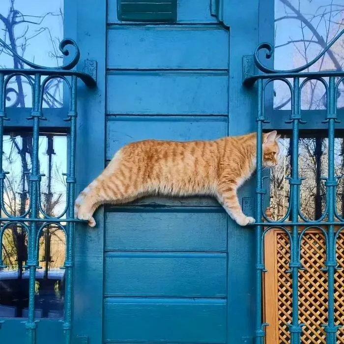 50 Pics Of Istanbul’s Most Charming Felines, Shared By This Online Community