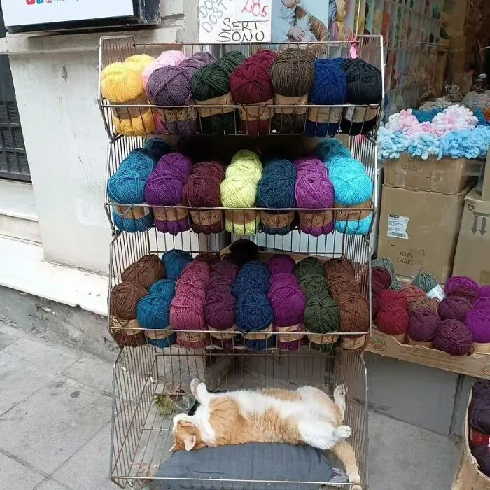 50 Pics Of Istanbul’s Most Charming Felines, Shared By This Online Community