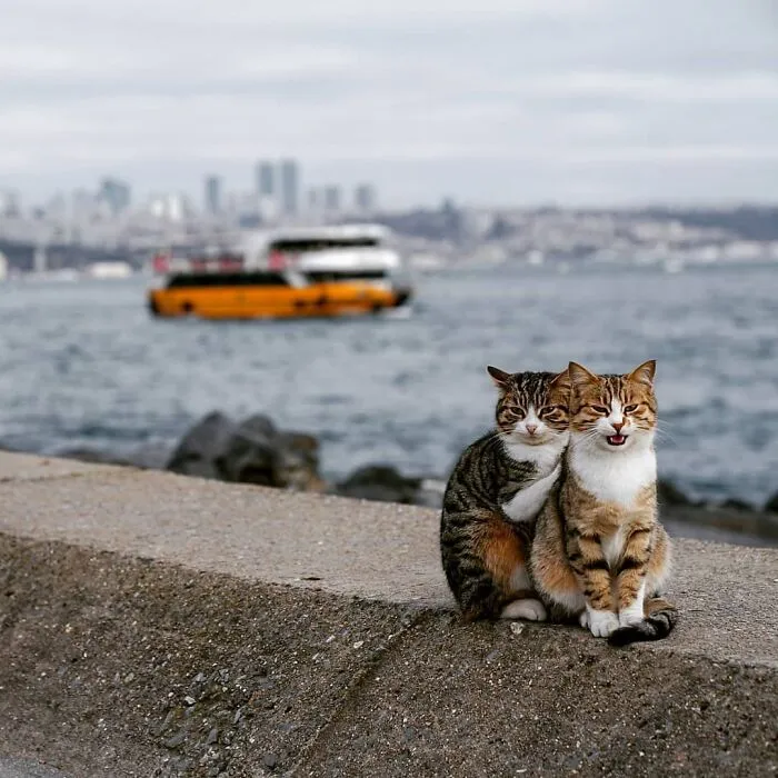 50 Pics Of Istanbul’s Most Charming Felines, Shared By This Online Community