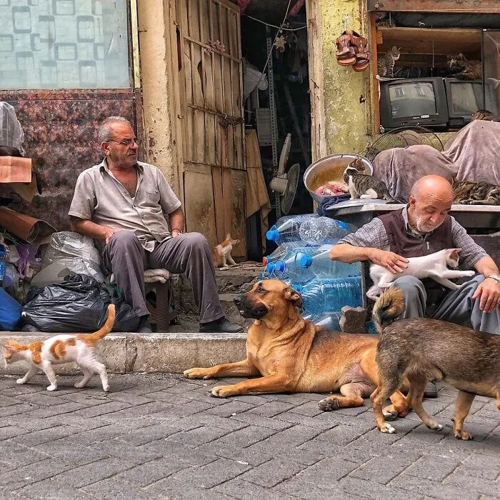 50 Pics Of Istanbul’s Most Charming Felines, Shared By This Online Community