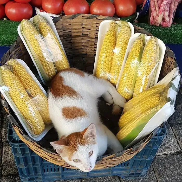 50 Pics Of Istanbul’s Most Charming Felines, Shared By This Online Community