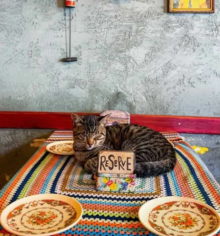 50 Pics Of Istanbul’s Most Charming Felines, Shared By This Online Community
