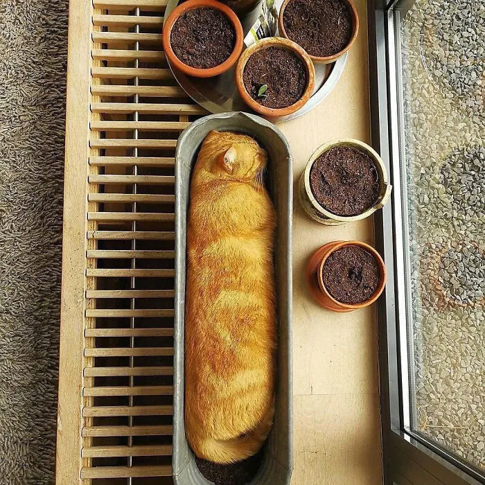 Guess What? "A Baguette?"