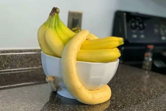 Forbidden Banana