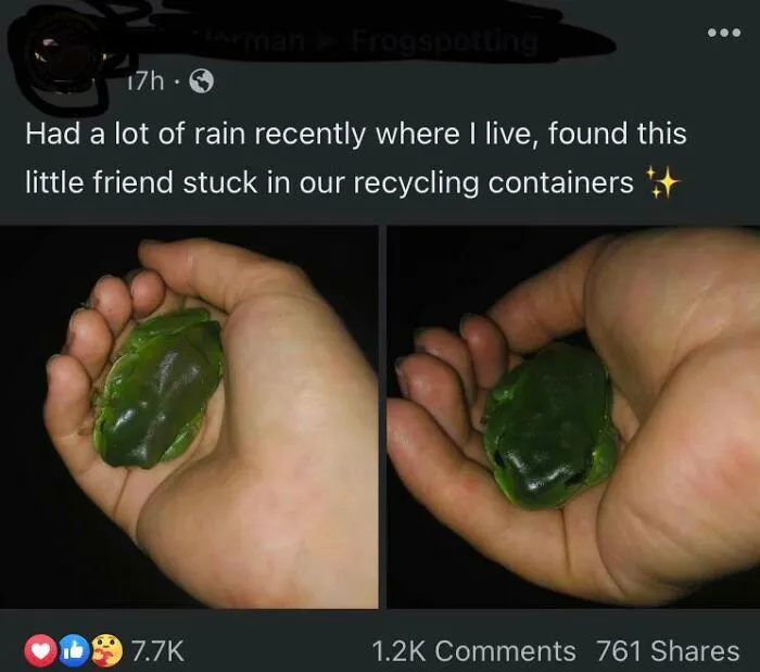 Forbidden Gummy Frog