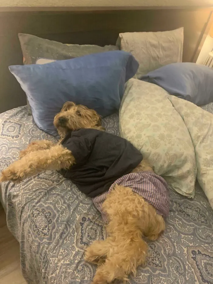 Curly dog dressed in clothes lying on bed with pillows, capturing wholesome photos proving men never grow up.