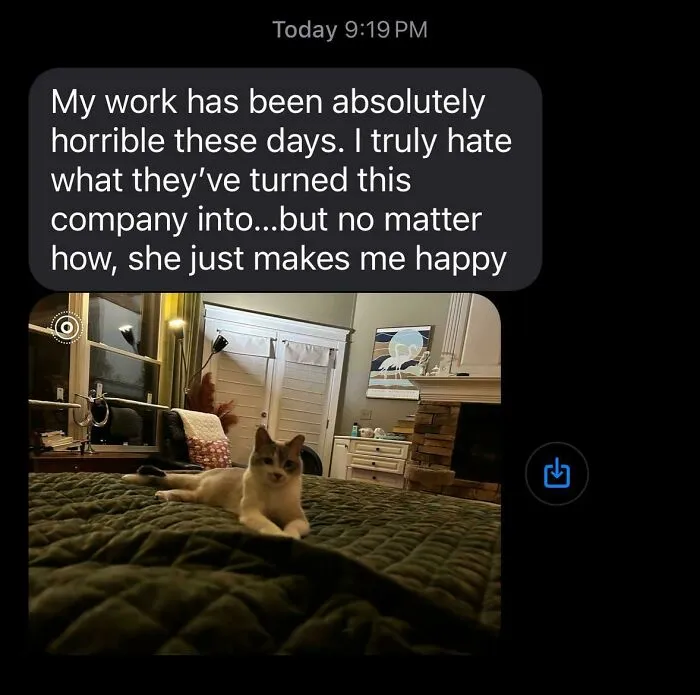 Text message expressing work stress but finding happiness from a cat, showcasing wholesome internet moments online.