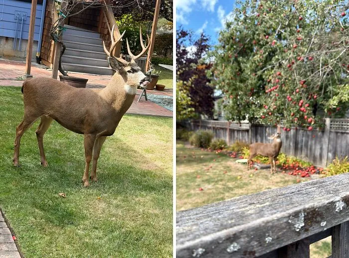 Deer peacefully standing in a backyard, showcasing wholesome internet moments that brighten the online world.