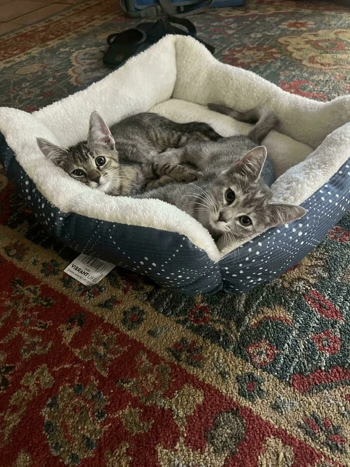 My Little Foster Fails