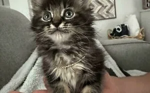 "Ready To Foster Fail": 46 Adorable Foster Animals That Are Impossible To Resist