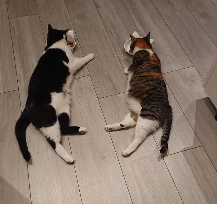 "The New Cat Taught The Old Cat To Eat Like This..."