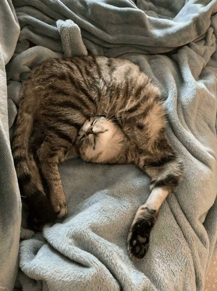 She's A Gymnast