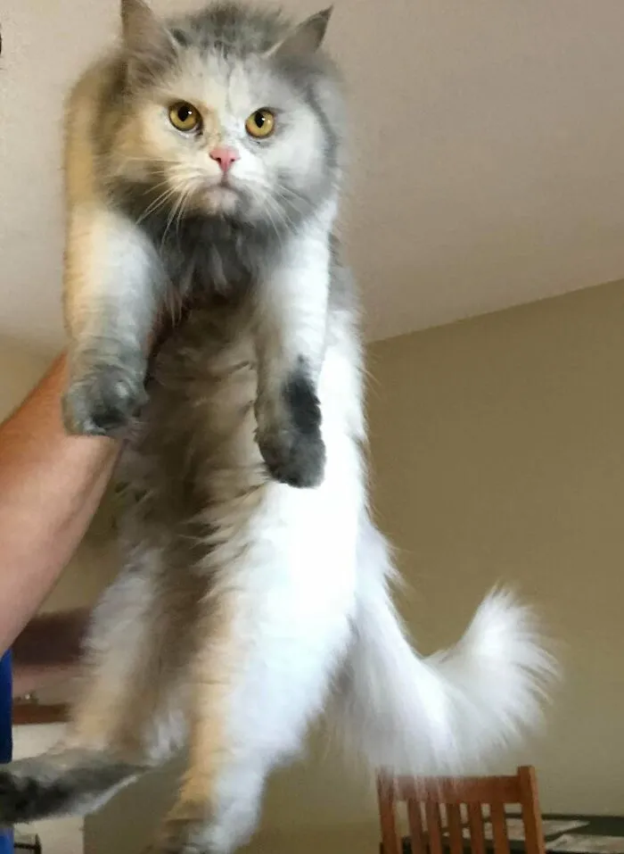 My All White Cat Thought The Chimney Was A Fun Place To Go