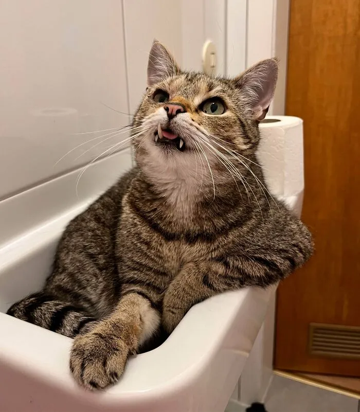 My Cat Loves This Tiny Sink In Our Bathroom And Sits There Like A Man At The Bar, The Arm Kills Me 😂