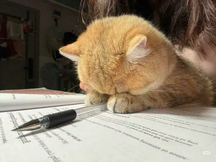 Bumped Into My Co-Author Sleeping Through Work Again
