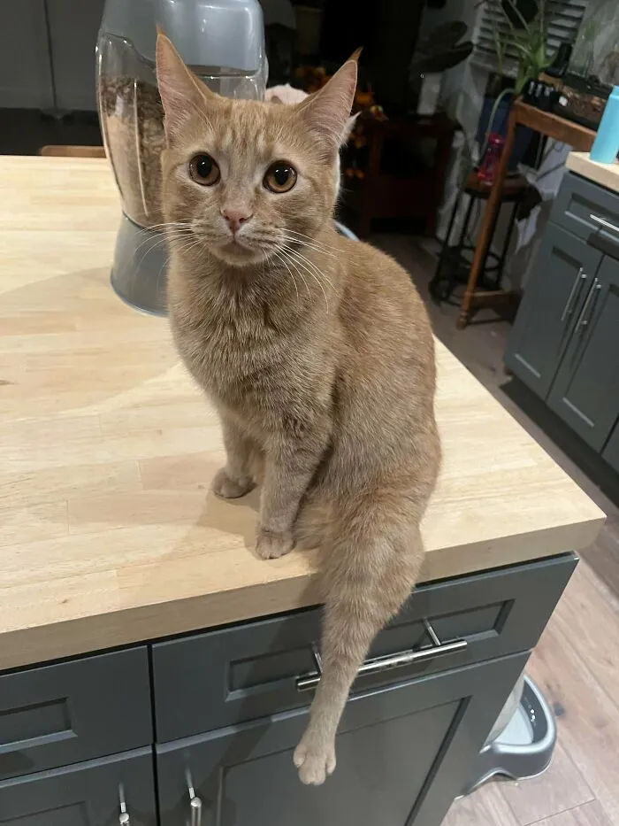 My Cat Always Hangs Her Left Leg Down When She Sits & It Cracks Me Up Every Time