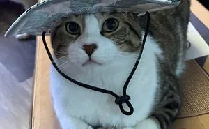 49 Incredibly Cute Photos Of Cats Doing Their Cat Things In The Most Amusing Way