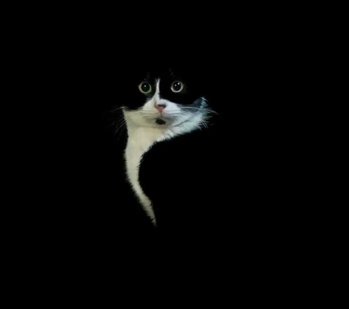The Purrfect Photo Doesn’t Exi…