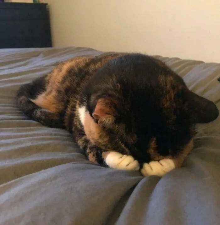 Emotional Support Paw-Hug Activated