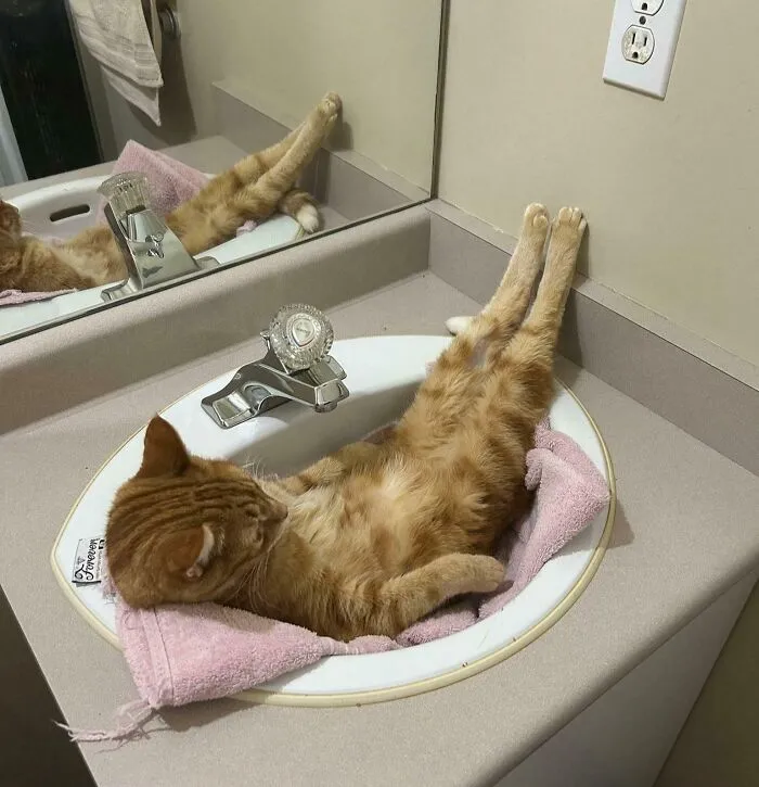 No Worries, I'm A Cat. ☺️