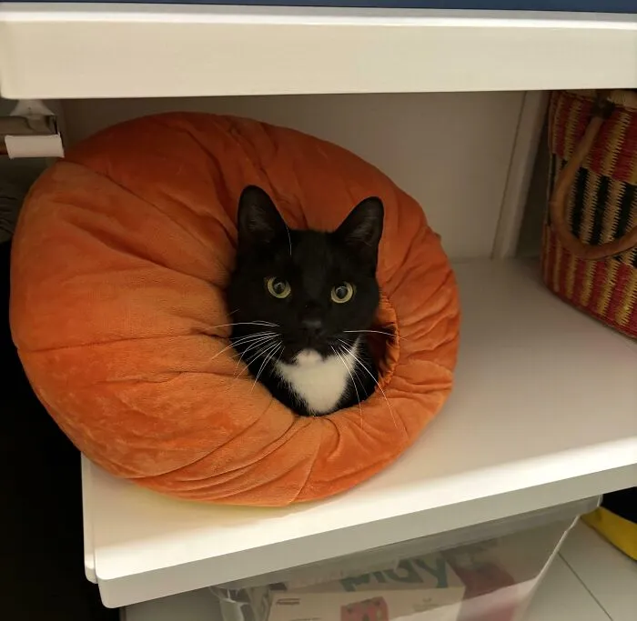 Finally Figured Out Why Disco Keeps Trying To Sneak Into My Son’s Closet At Night. Toddler Pumpkin Costume Is Apparently More Comfortable Than His Bed Or The Couch