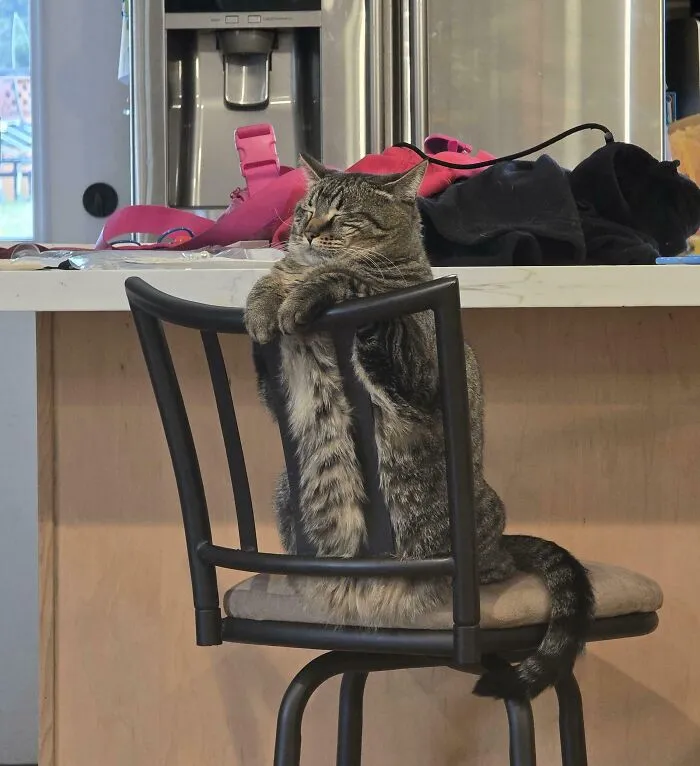Totally Normal Catnap