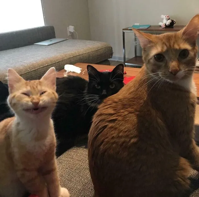 3 Types Of Cat Black,orange And Weird