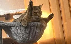 49 Incredibly Cute Photos Of Cats Doing Their Cat Things In The Most Amusing Way
