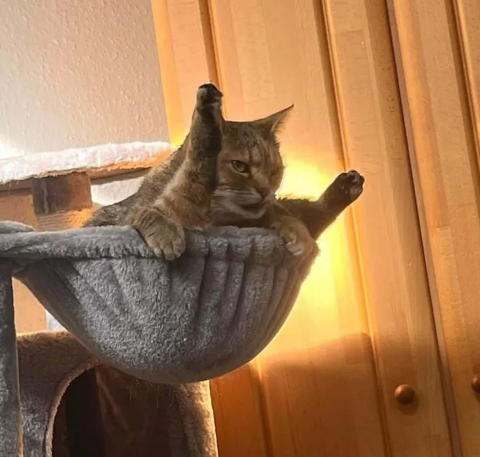 Throwback To When I Accidentally Bought A Kitten Tree For My Grown Cats And My Cat Wanted To Let Me Know Just How Mad She Was 😡