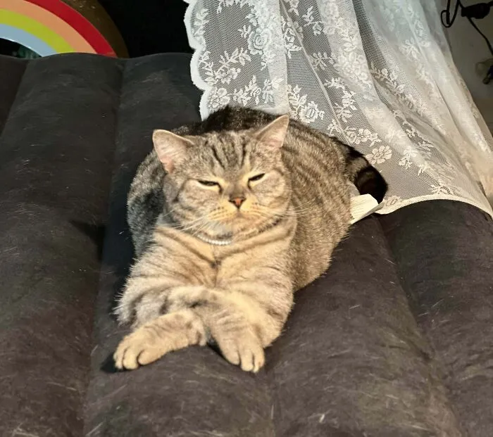 My Cat Sits Like This, And I’m 99% Sure He’s Plotting World Domination. Should I Be Worried?