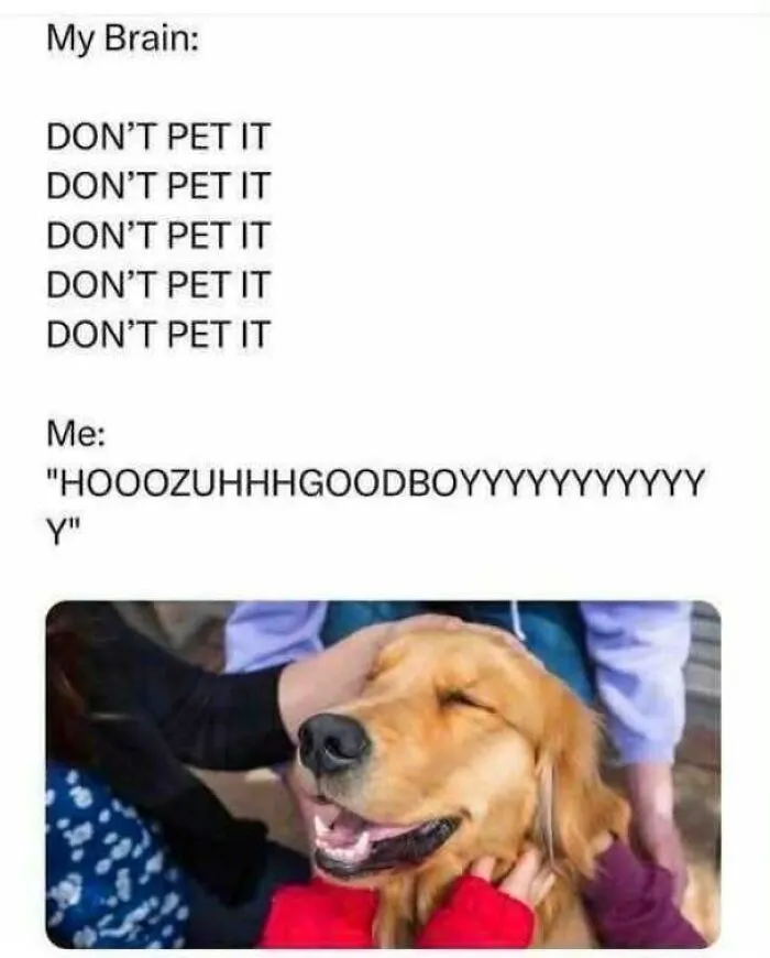 50 Adorable Dog Memes To Warm Your Heart And Make You Laugh