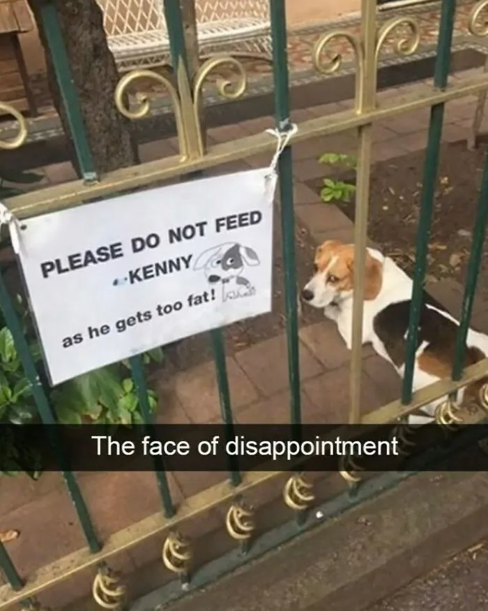 Adorable dog behind a gate with a sign asking not to feed Kenny to avoid him getting too fat in a funny dog meme.