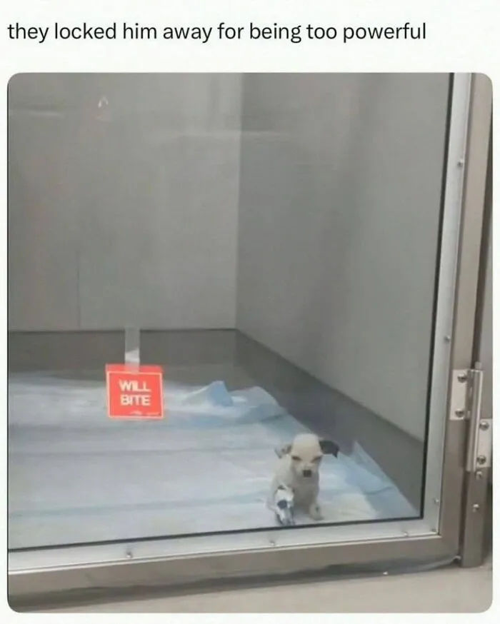 50 Adorable Dog Memes To Warm Your Heart And Make You Laugh