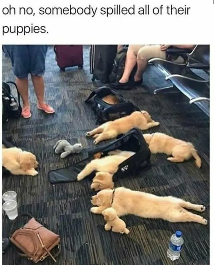 Several adorable golden puppies lying on the floor in a public space among bags and people’s legs.