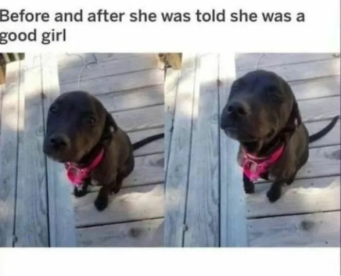 50 Adorable Dog Memes To Warm Your Heart And Make You Laugh