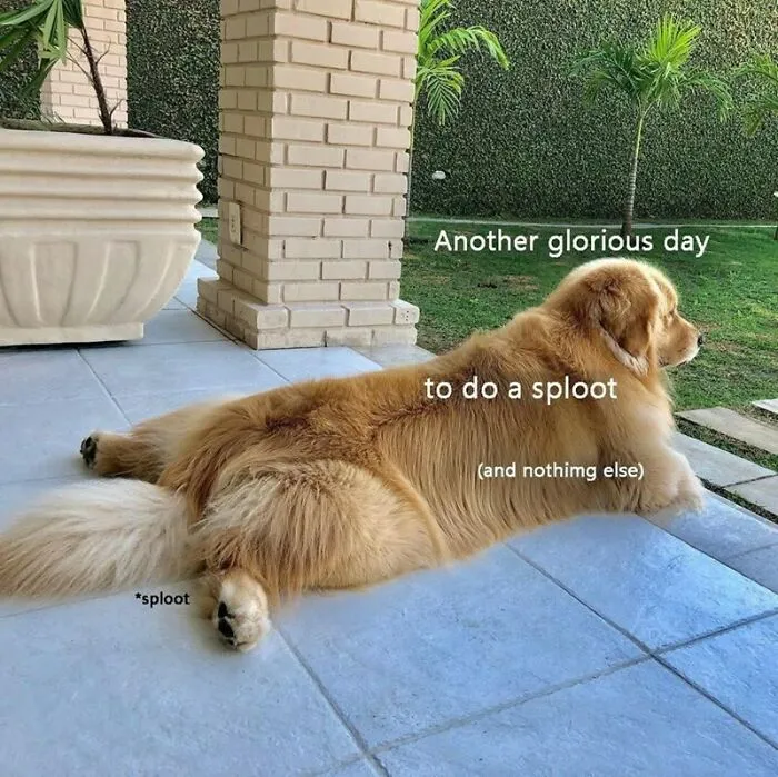 50 Adorable Dog Memes To Warm Your Heart And Make You Laugh