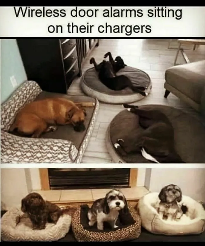 50 Adorable Dog Memes To Warm Your Heart And Make You Laugh