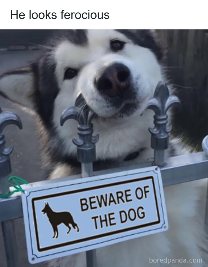 Cute dog resting its head on a fence near a beware of the dog sign in an adorable dog memes collection.
