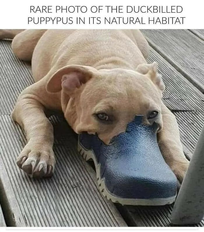 Light brown dog lying on wooden floor with its nose inside a blue shoe, a funny dog meme to warm your heart and make you laugh.