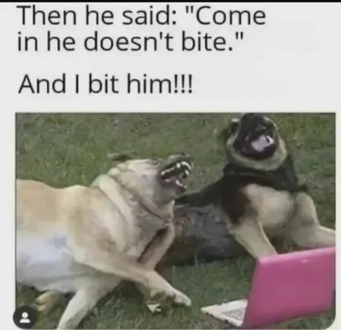Doge Is Life