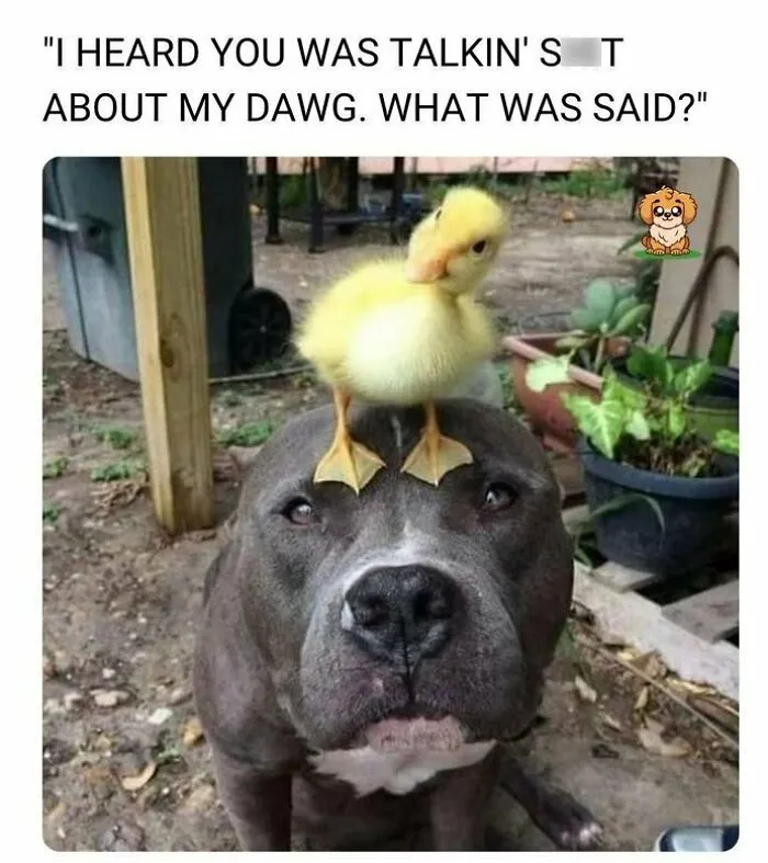 Cute dog with a yellow duckling on its head, showcasing an adorable dog meme to warm your heart and make you laugh.