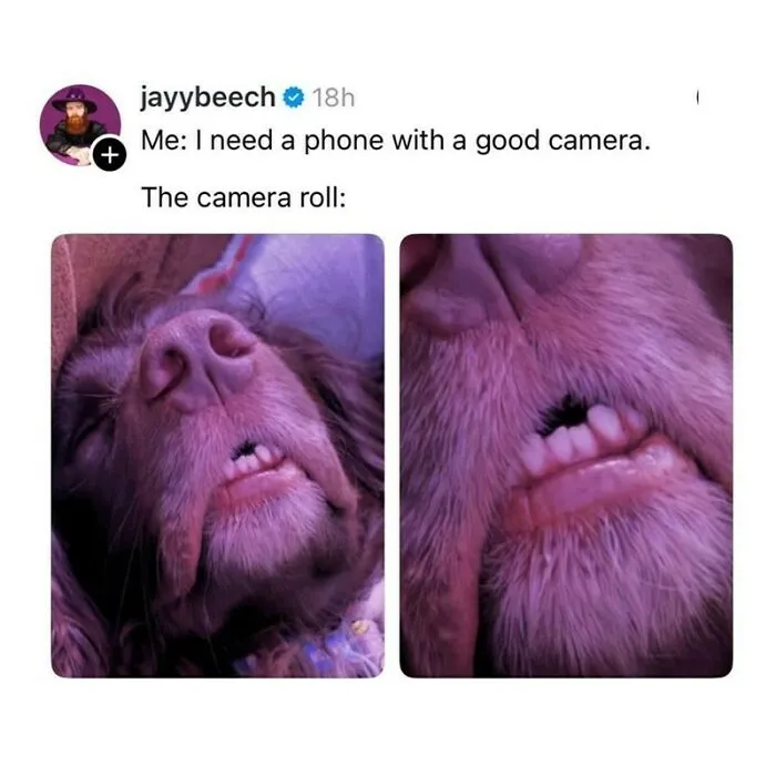 Close-up images of a dog's funny face and teeth, showcasing adorable dog memes to warm your heart and make you laugh.