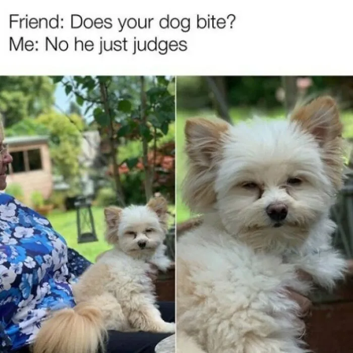 Small fluffy dog looking judgmental while sitting on a person's lap, featured in adorable dog memes collection.