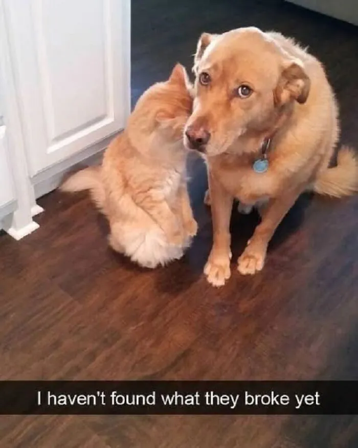 45 Times Animals Were Both Wholesome And Ridiculously Funny, Shared In This Facebook Group (New Pics)